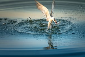 Fish and Bird